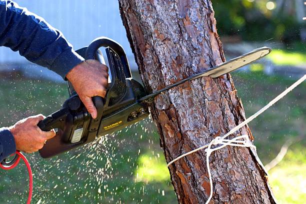 Trusted Ocilla, GA Tree Services Experts